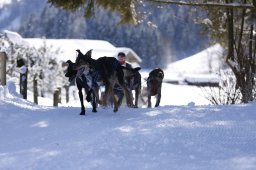 Lenk 2013